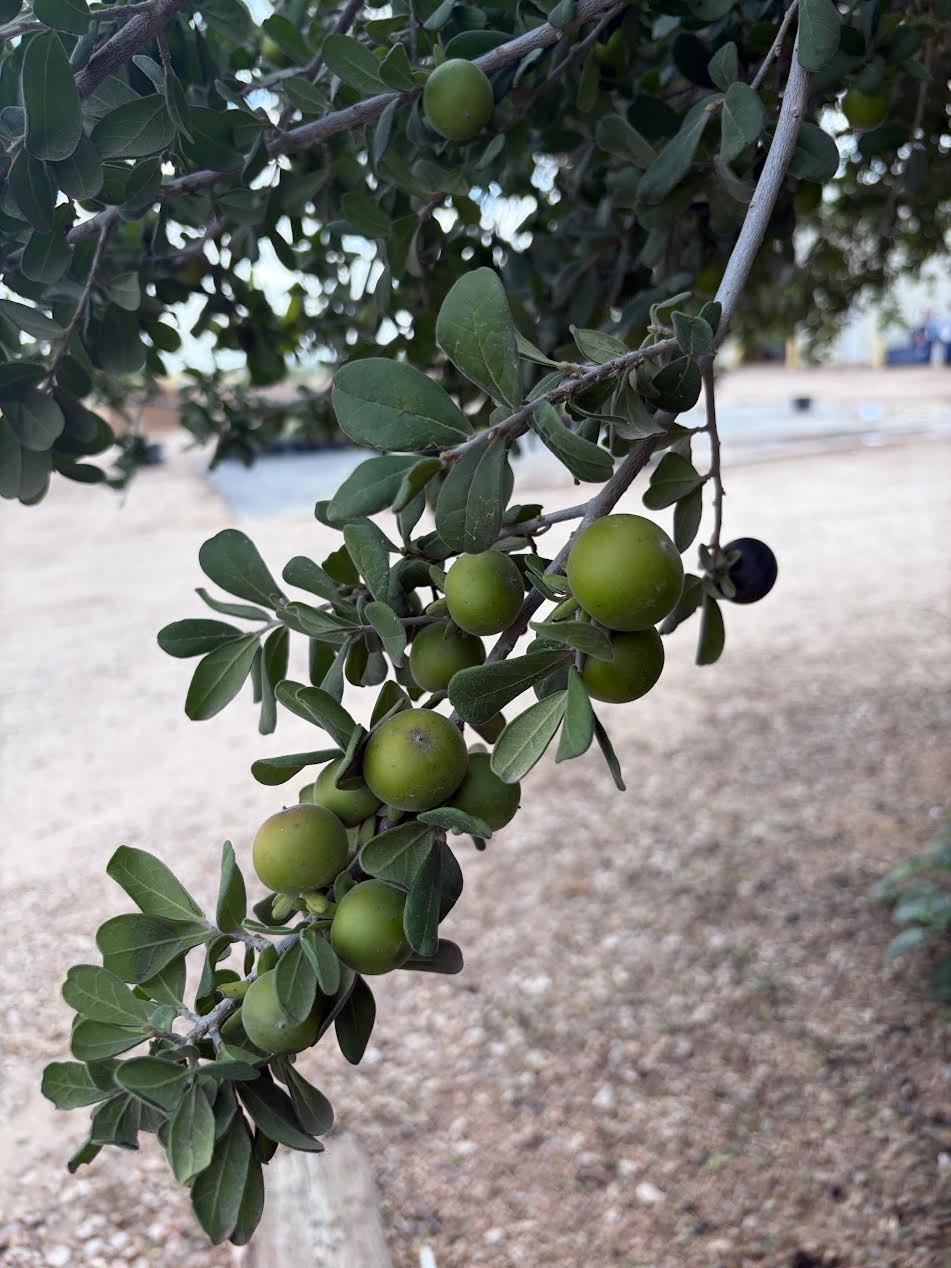 Texas Persimmon