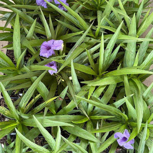Dwarf Katie Ruellia