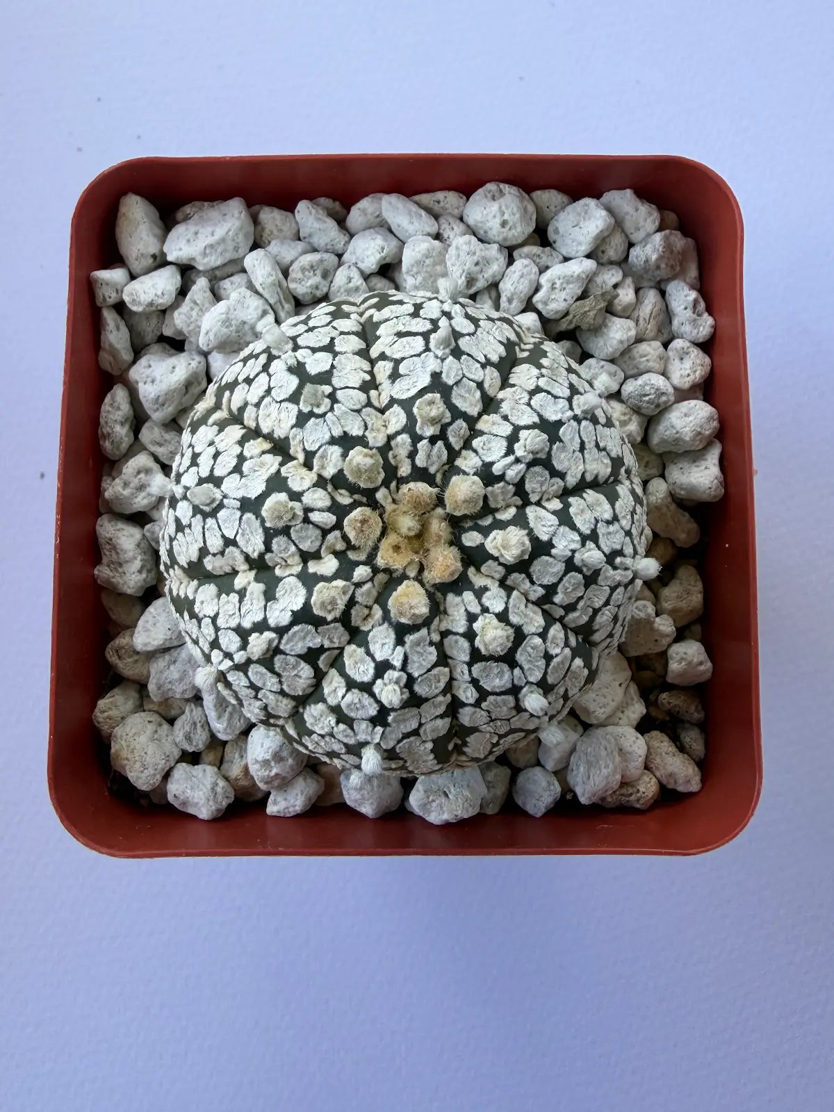 Astrophytum Asterias ‘Super Kabuto’ - B