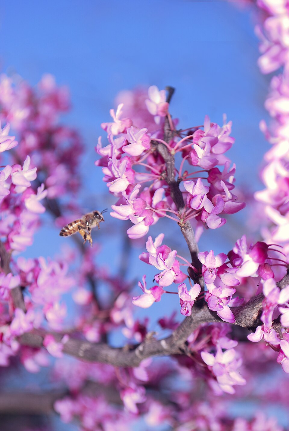 Texas Redbud (5 gal.)