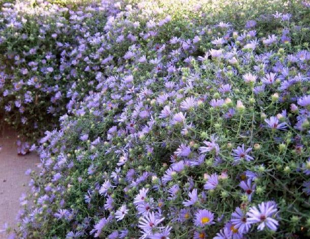 Fall Aster