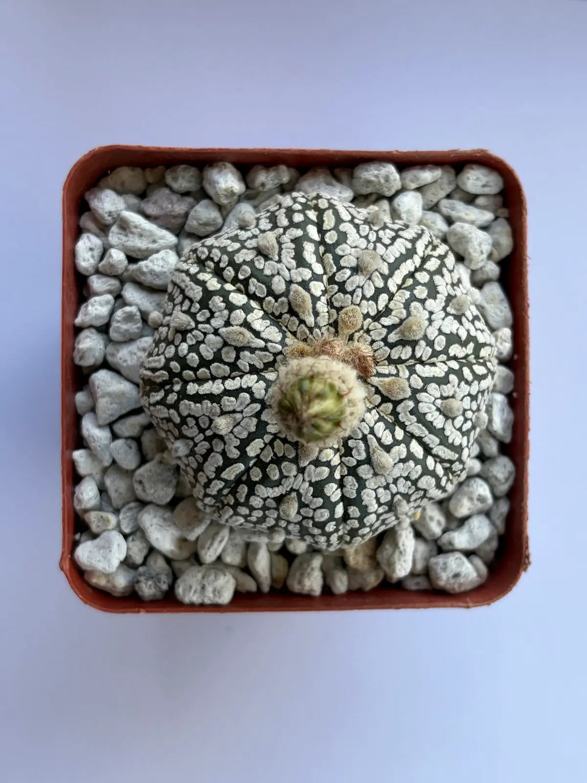 Astrophytum Asterias ‘Super Kabuto’ - H