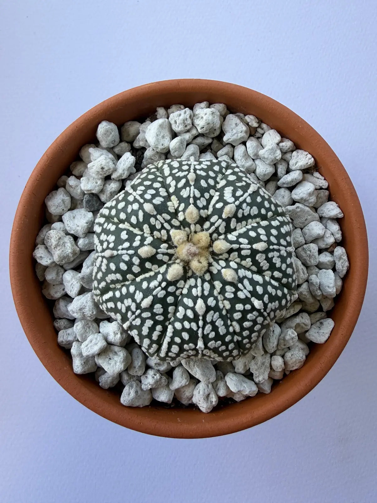 Astrophytum Asterias ‘Super Kabuto’ - I