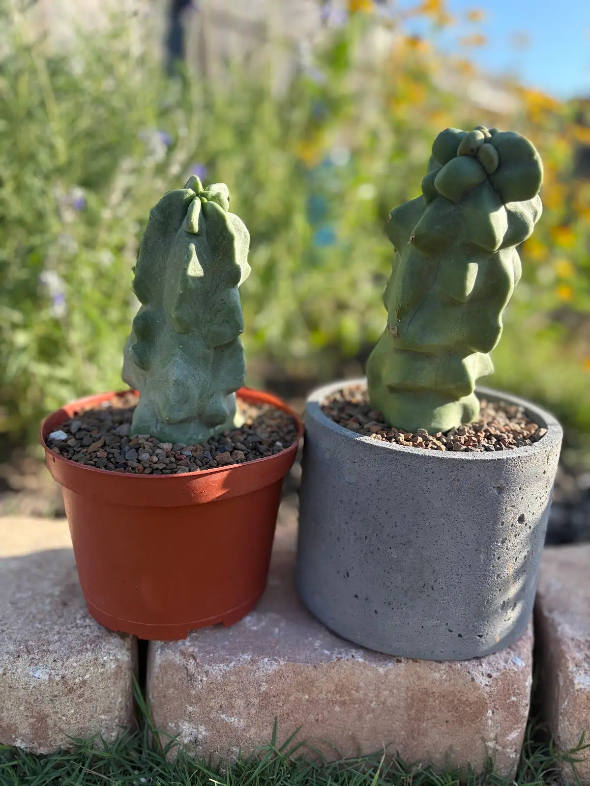 Totem Pole Cactus – Standard or Handmade Concrete Pot
