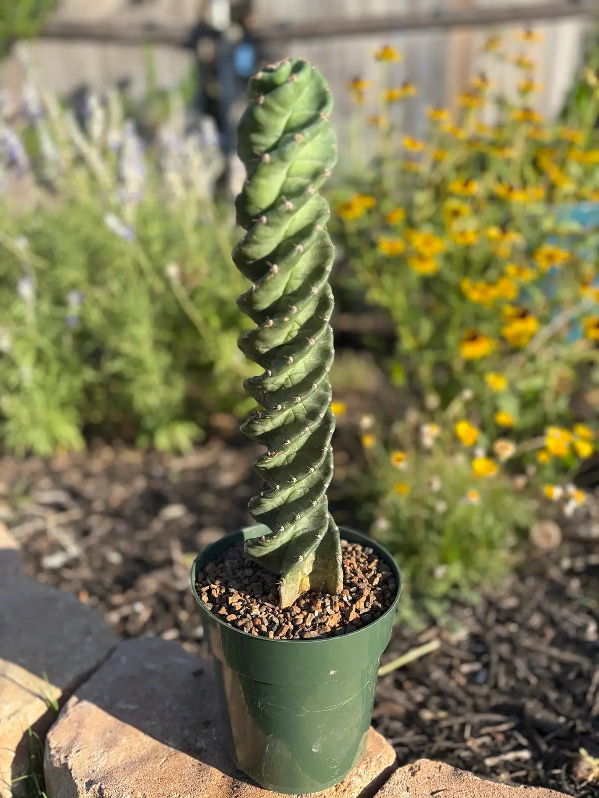 Spiral Cactus - Cereus forbesii 'Spiralis'