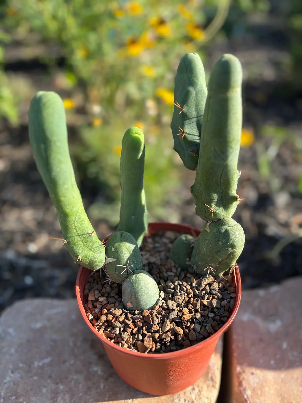 Trichocereus Bridgesii Monstrose - TBM