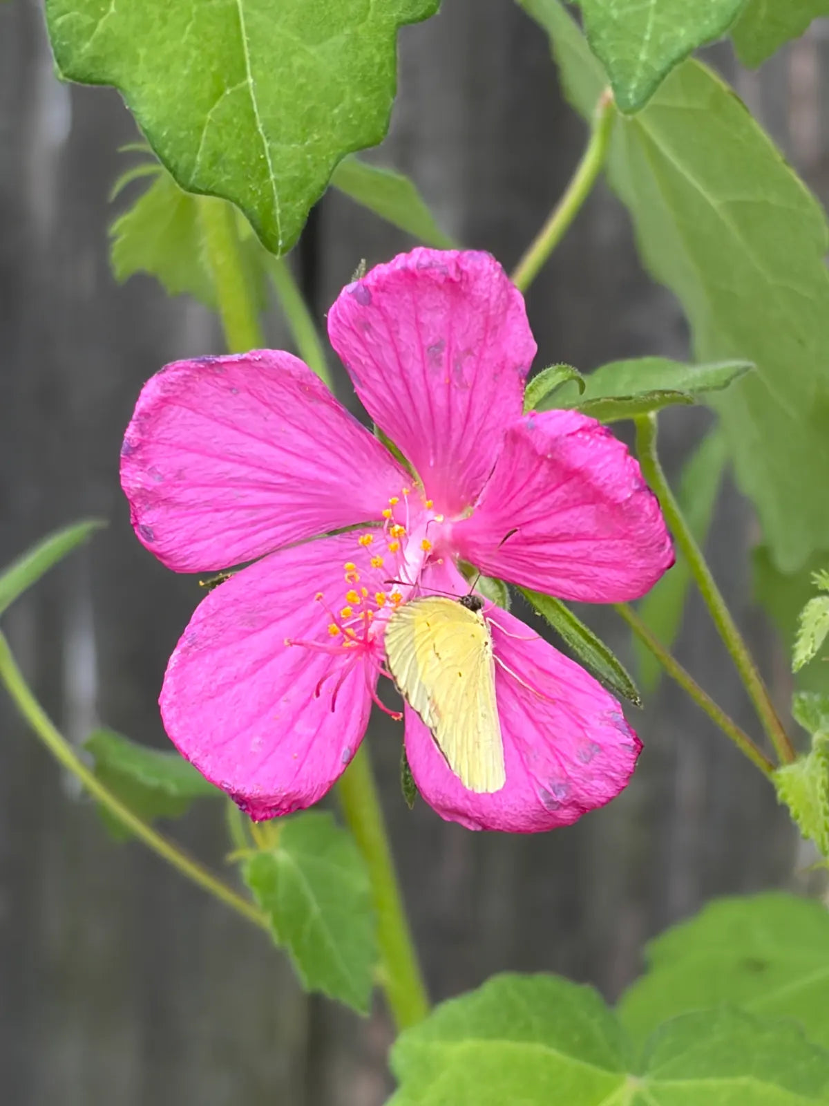 Rock Rose (1 Gal.)