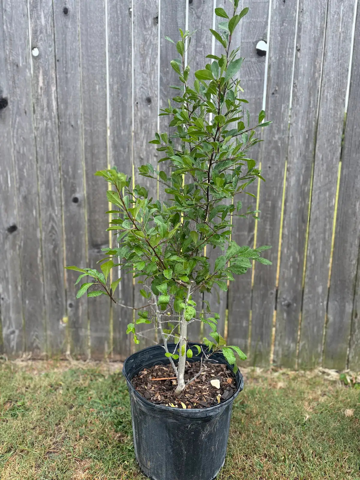 Possumhaw Holly