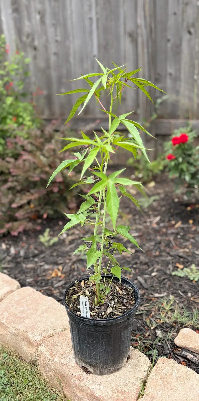Texas Star Hibiscus (Hibiscus coccineus)
