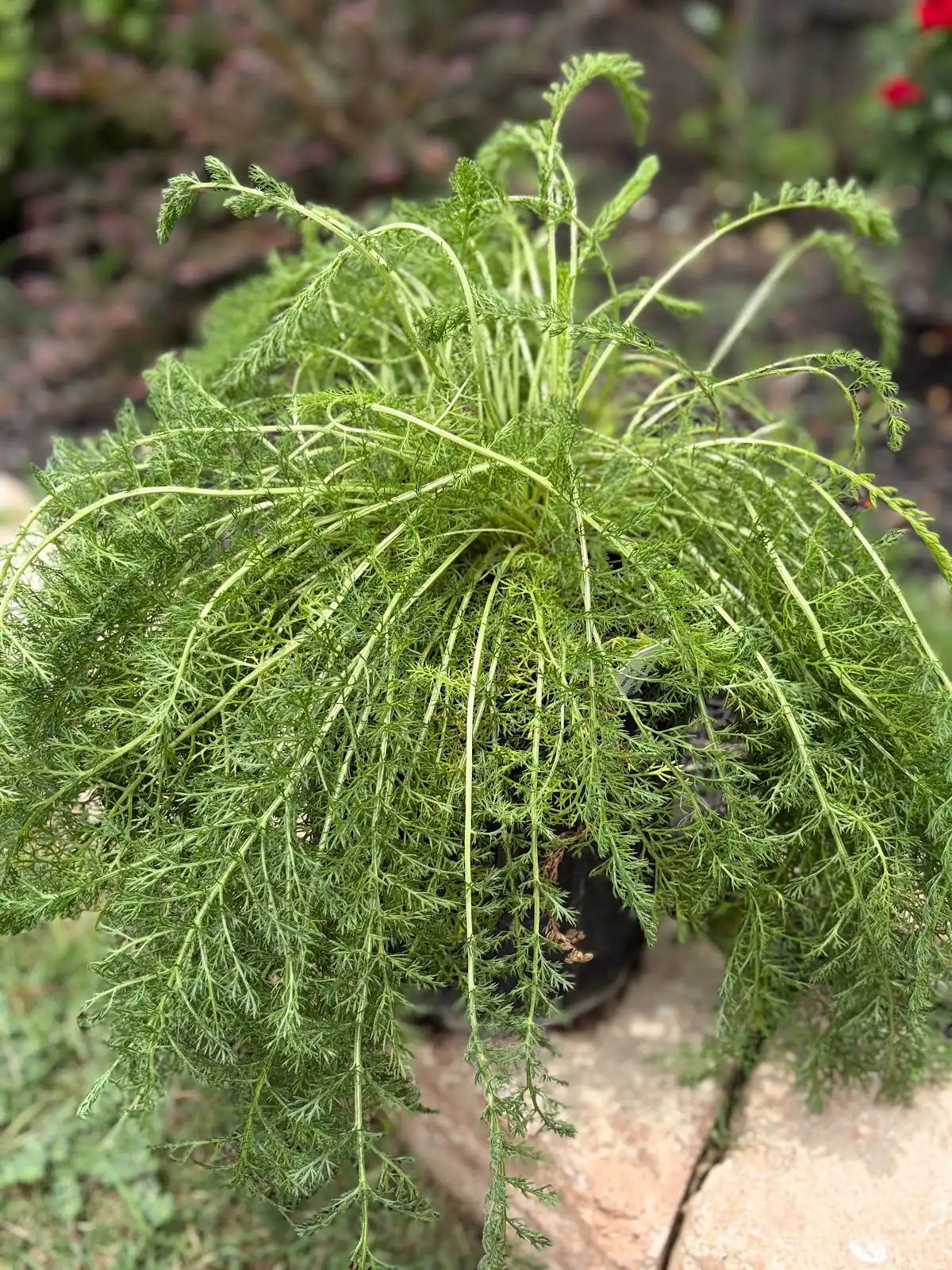 White Yarrow (Achillea millefolium)