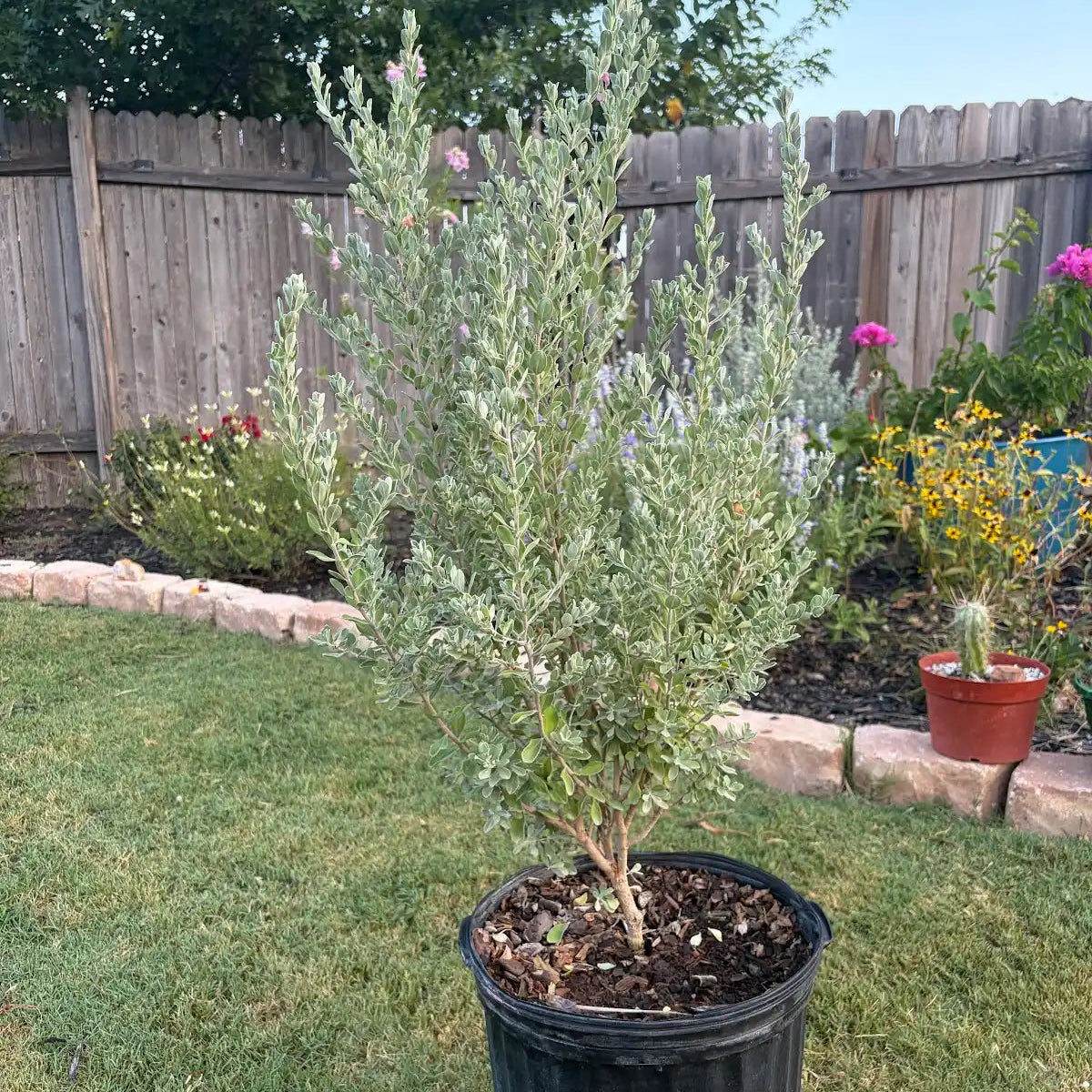 Texas Sage (5 Gal.)