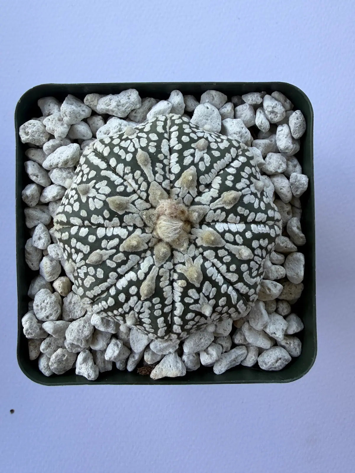 Astrophytum Asterias ‘Super Kabuto V-Type’ - K