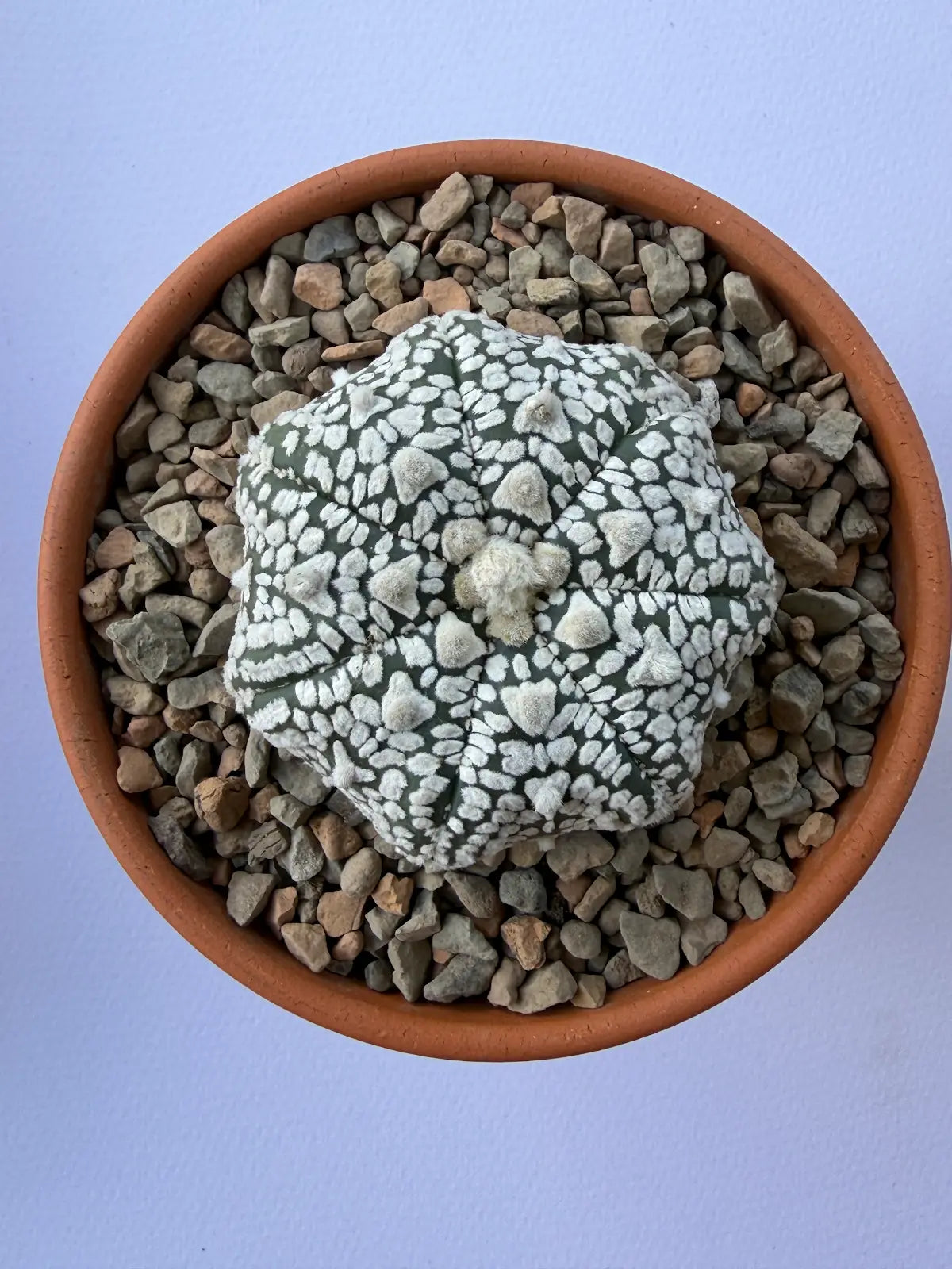 Astrophytum Asterias ‘Super Kabuto V-Type’ - M