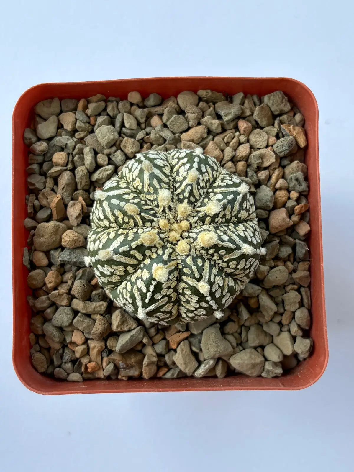 Astrophytum Asterias ‘Super Kabuto V-Type’ - P