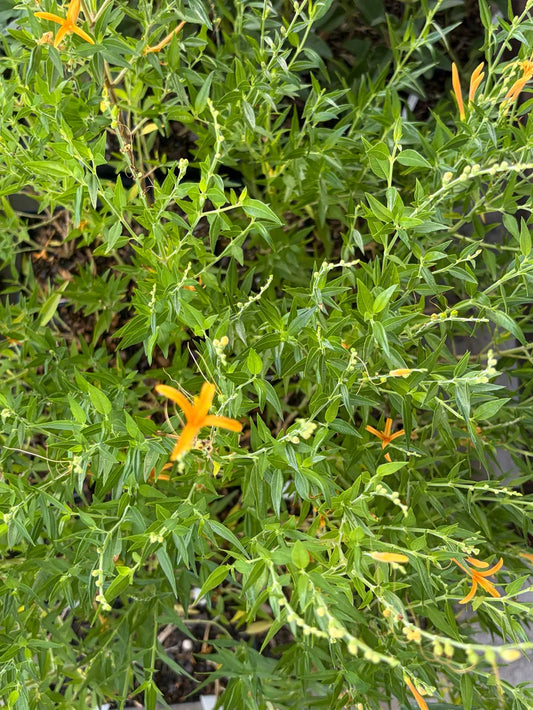 Native Plant Bundle - 4 for $20