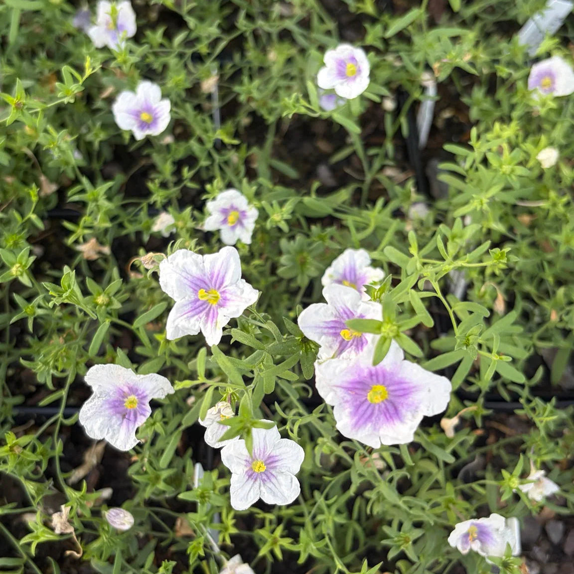 Nierembergia gracilis 'Starry Eyes'