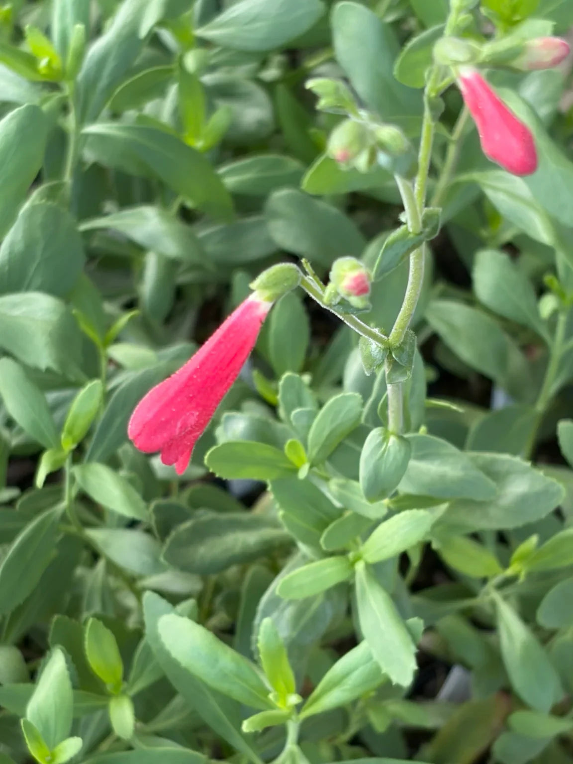 Rock Penstemon
