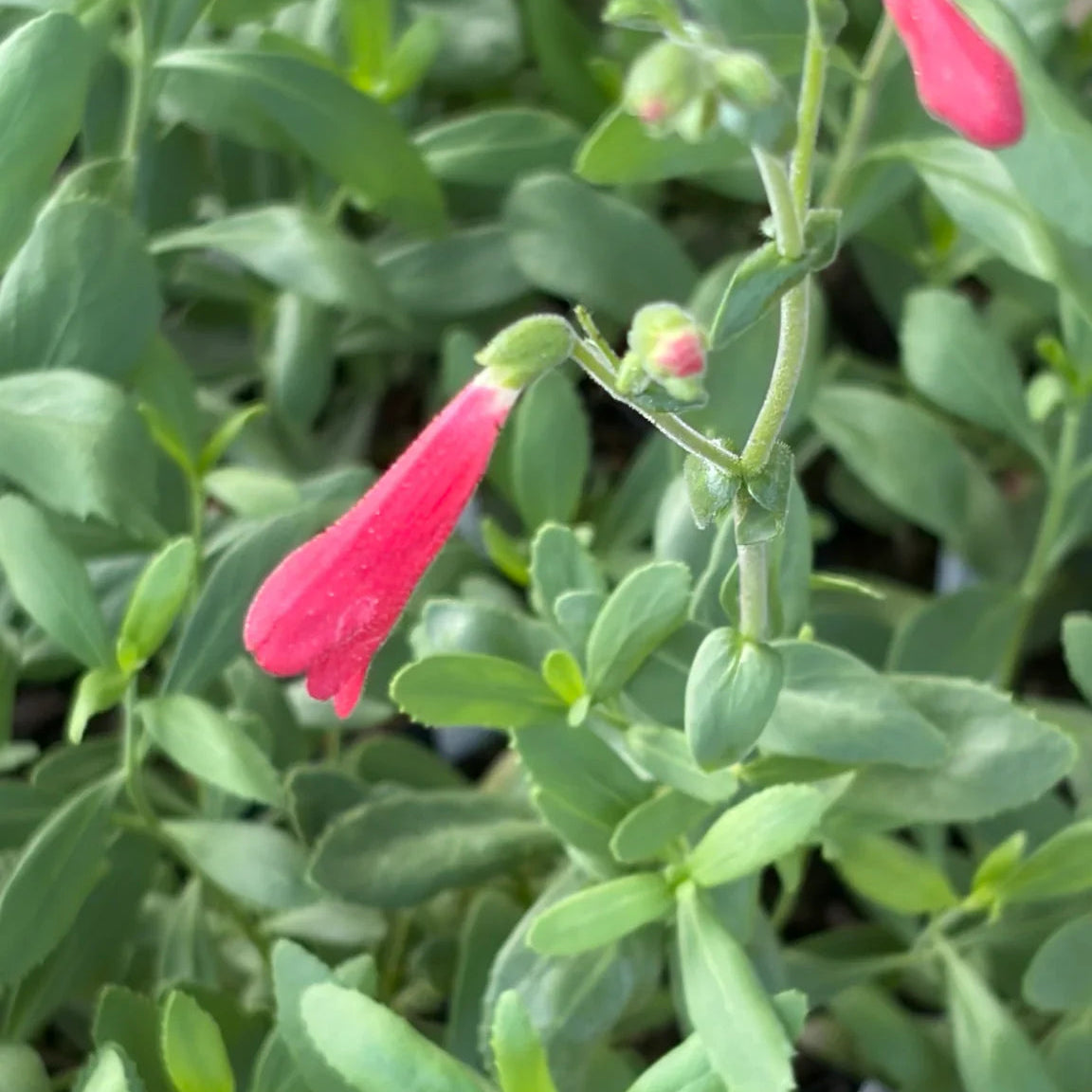 Rock Penstemon