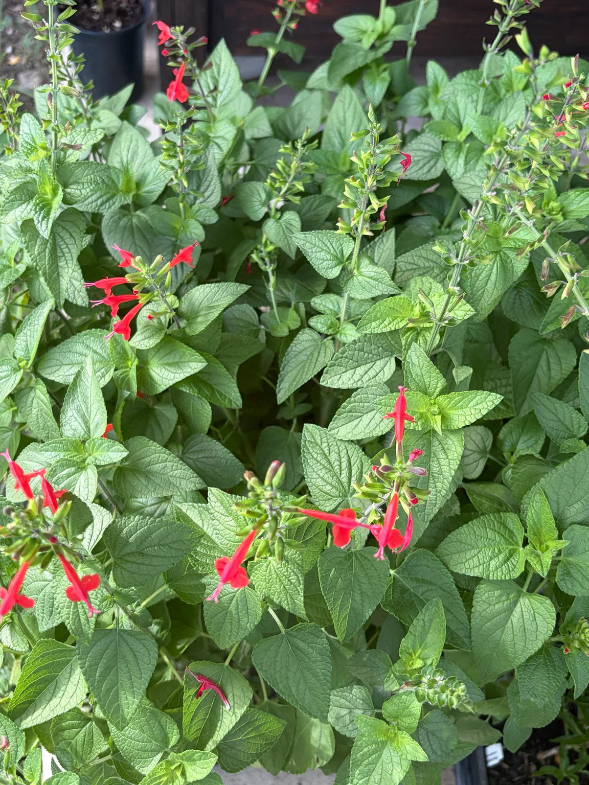 Salvia coccinea 'Tropical Red'