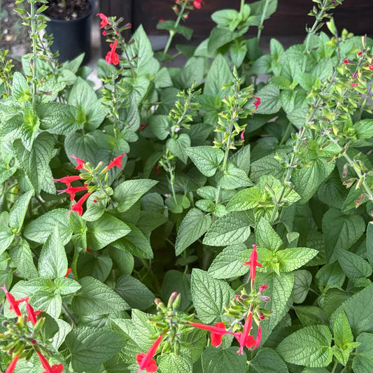 Salvia coccinea 'Tropical Red'