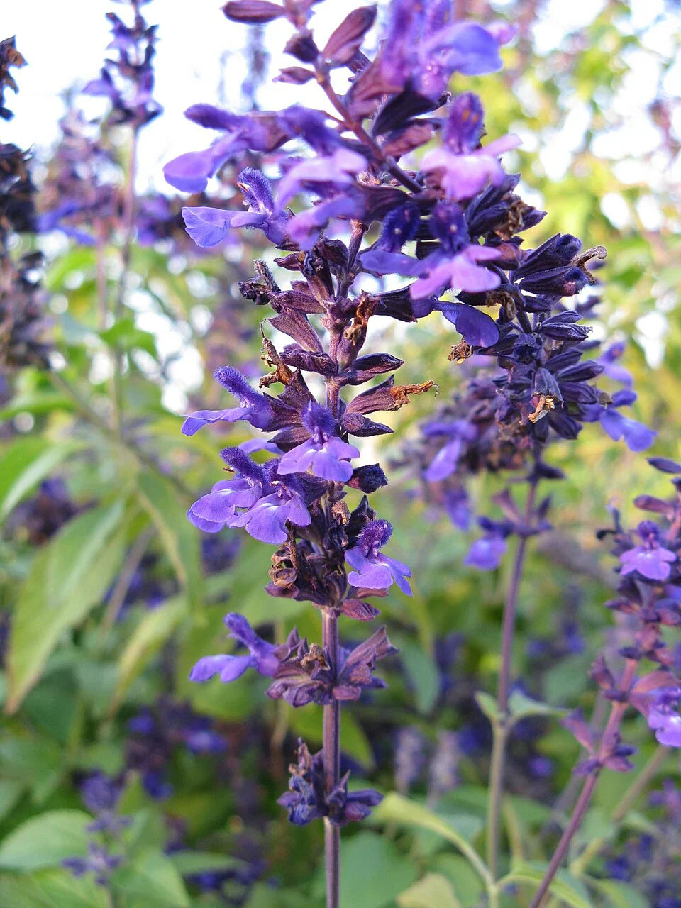 Salvia 'Indigo Spires'