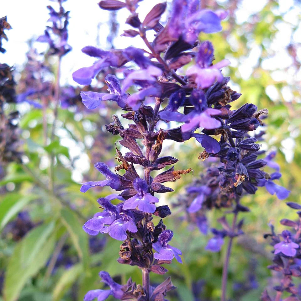 Salvia 'Indigo Spires'