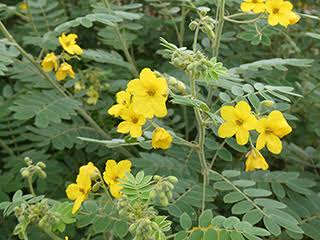 Lindheimer’s Senna