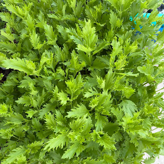 Gregg's Mistflower