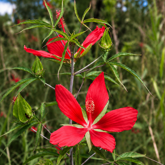 Texas Star Hibiscus (Hibiscus coccineus)