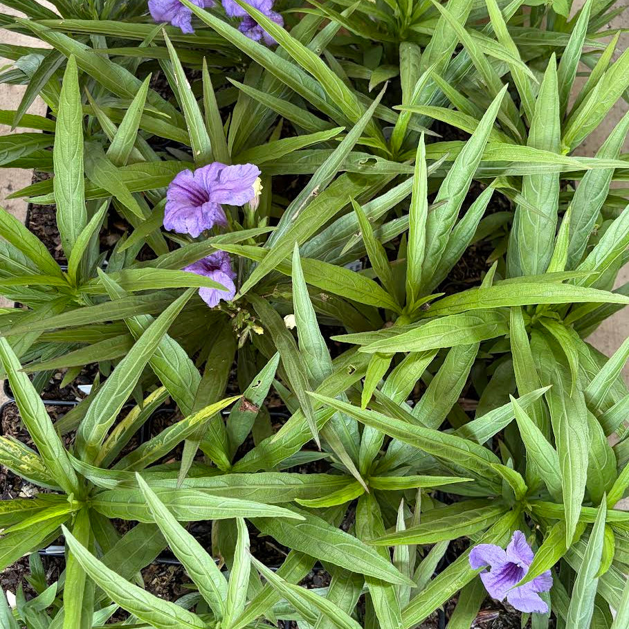 Dwarf Katie Ruellia
