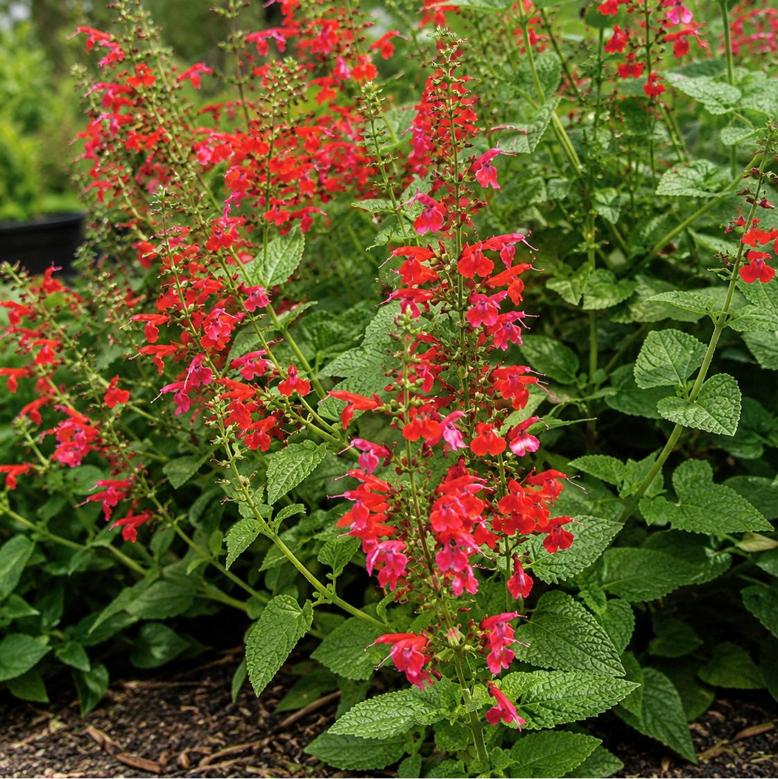 Salvia coccinea 'Tropical Red'