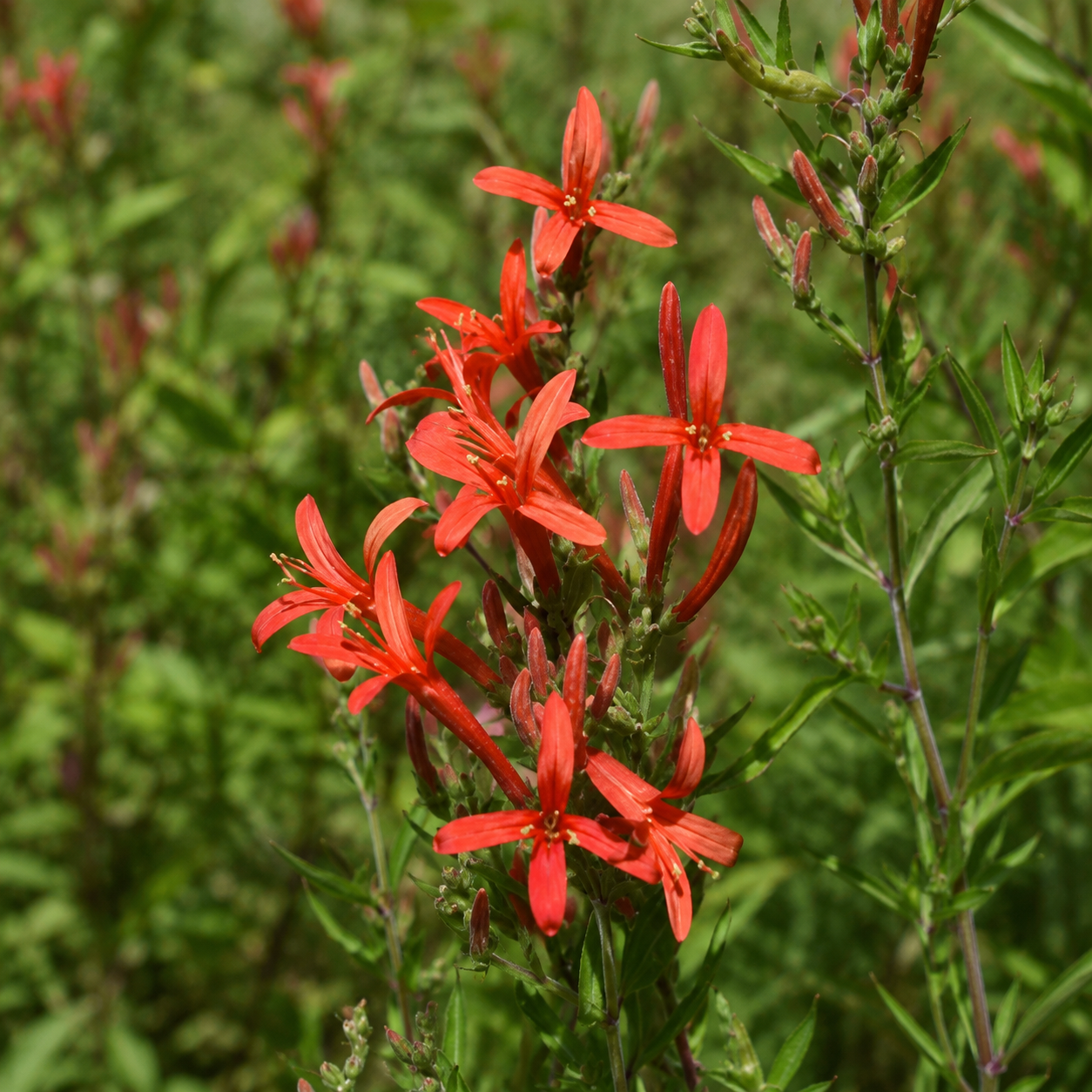 Flame Acanthus