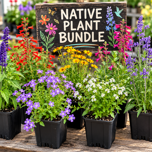 Native Plant Bundle - 4 for $20