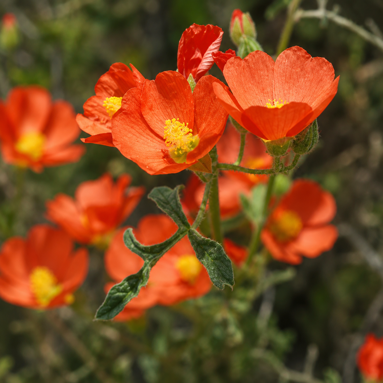 Desert Mallow (1 Gal.)