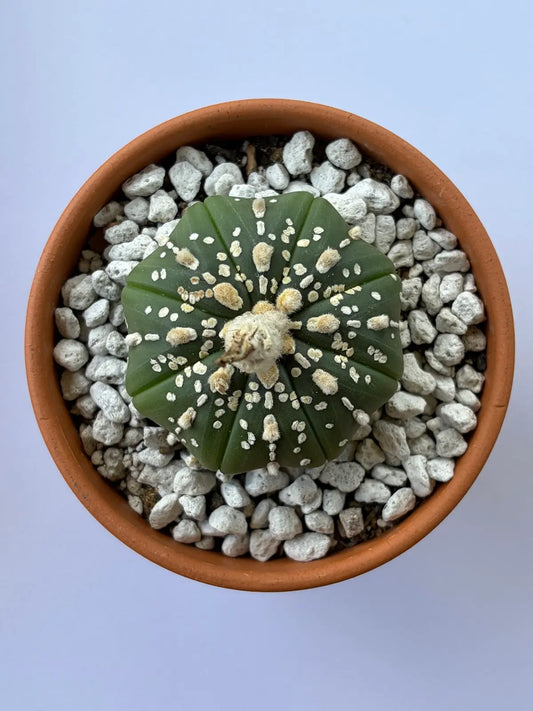 Astrophytum Asterias 'Super Kabuto' - A