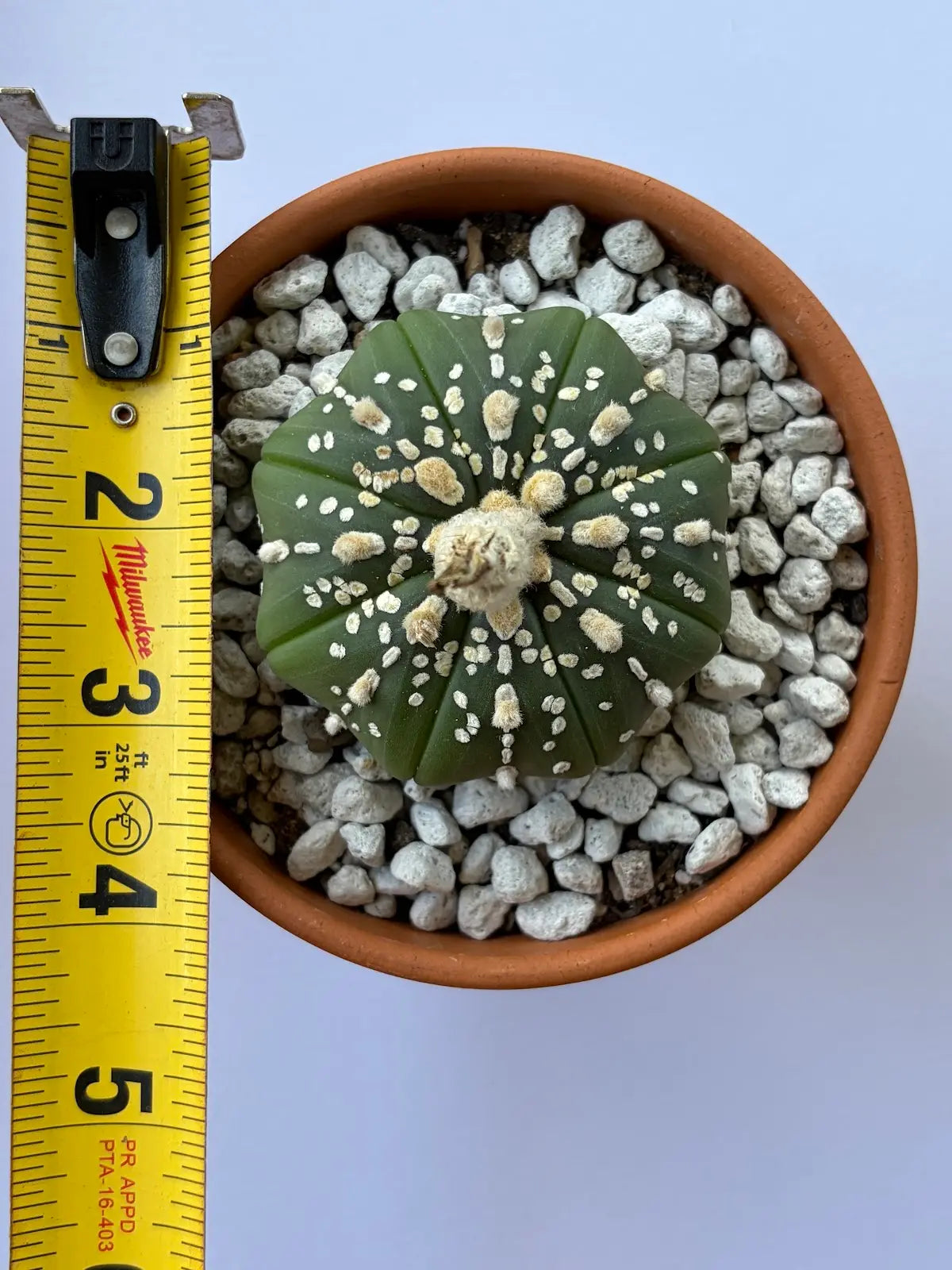 Astrophytum Asterias 'Super Kabuto' - A