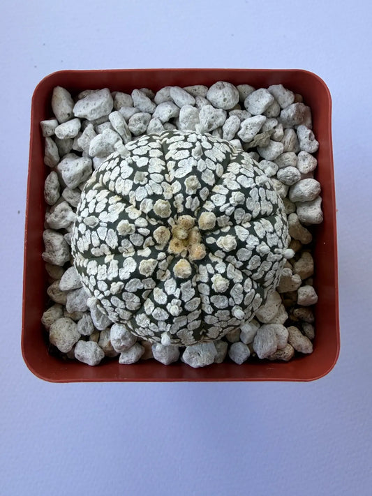 Astrophytum Asterias ‘Super Kabuto’ - B