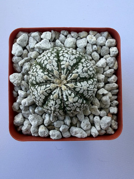 Astrophytum Asterias ‘Super Kabuto’ - C