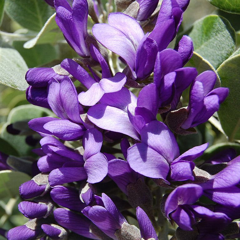 Texas Mountain Laurel (5 gal.)