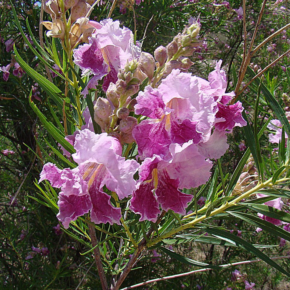Desert Willow ‘Bubba’ (5 gal.)