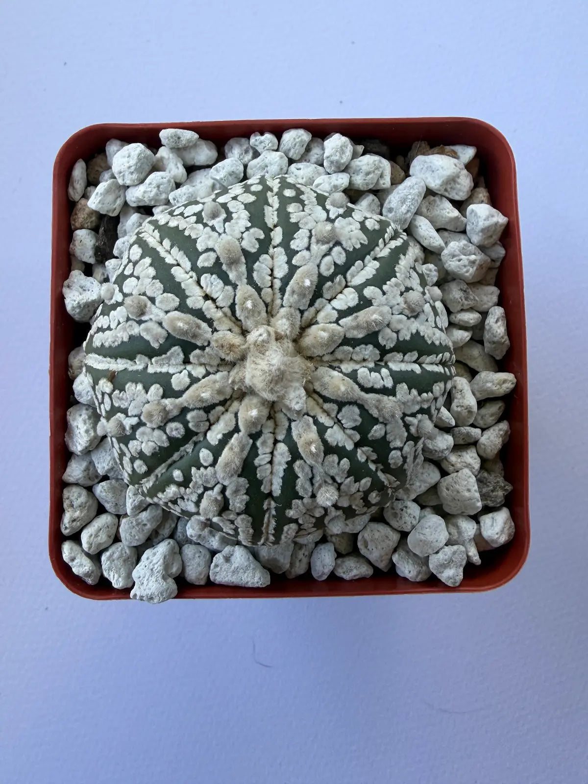 Astrophytum Asterias ‘Super Kabuto’ - D