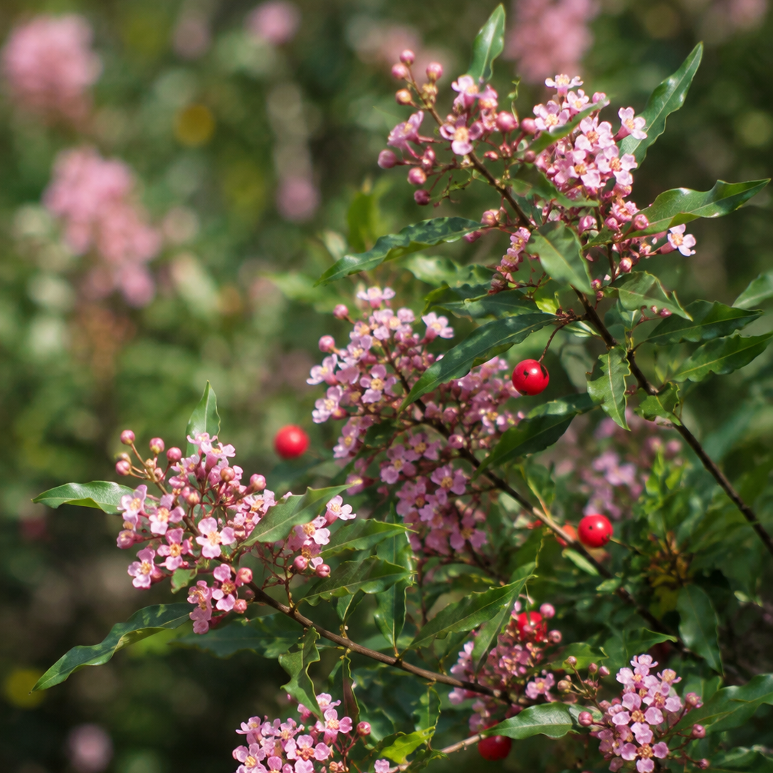 Dwarf Barbados Cherry (5 gal.)