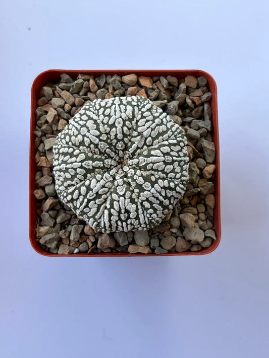 Astrophytum Asterias ‘Super Kabuto’ - E