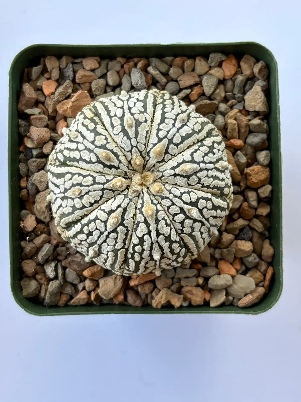 Astrophytum Asterias ‘Super Kabuto’ - F