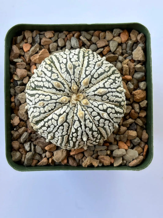 Astrophytum Asterias ‘Super Kabuto’ - F