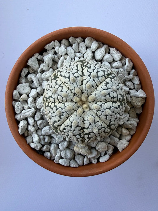 Astrophytum Asterias ‘Super Kabuto’ - G
