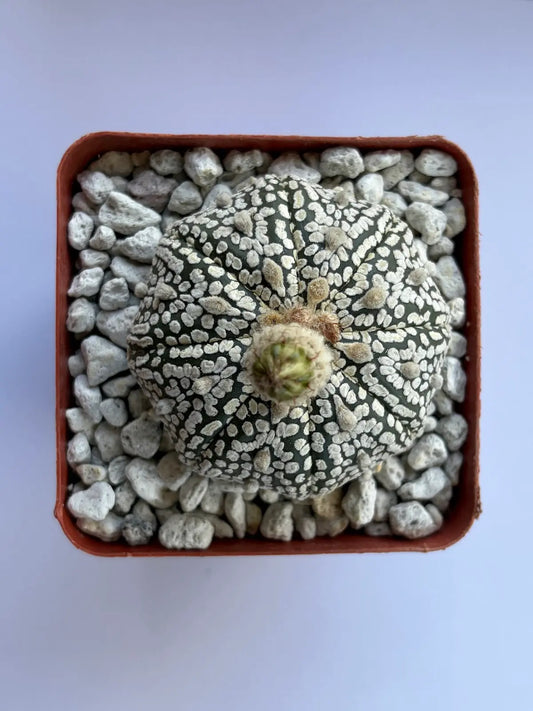 Astrophytum Asterias ‘Super Kabuto’ - H