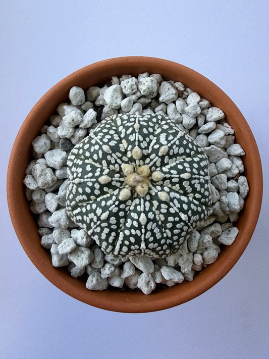 Astrophytum Asterias ‘Super Kabuto’ - I