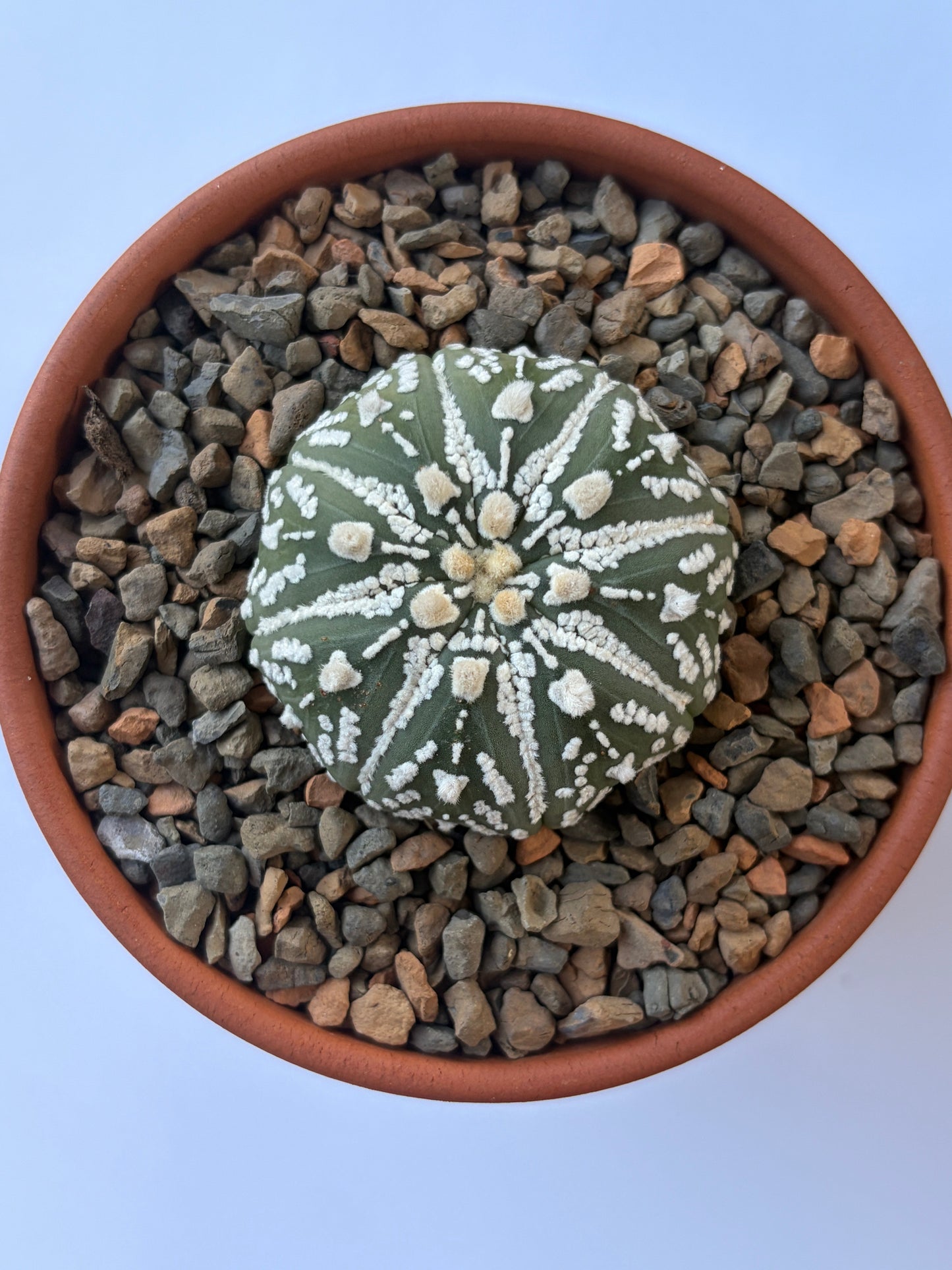Astrophytum Asterias ‘Super Kabuto’ - I