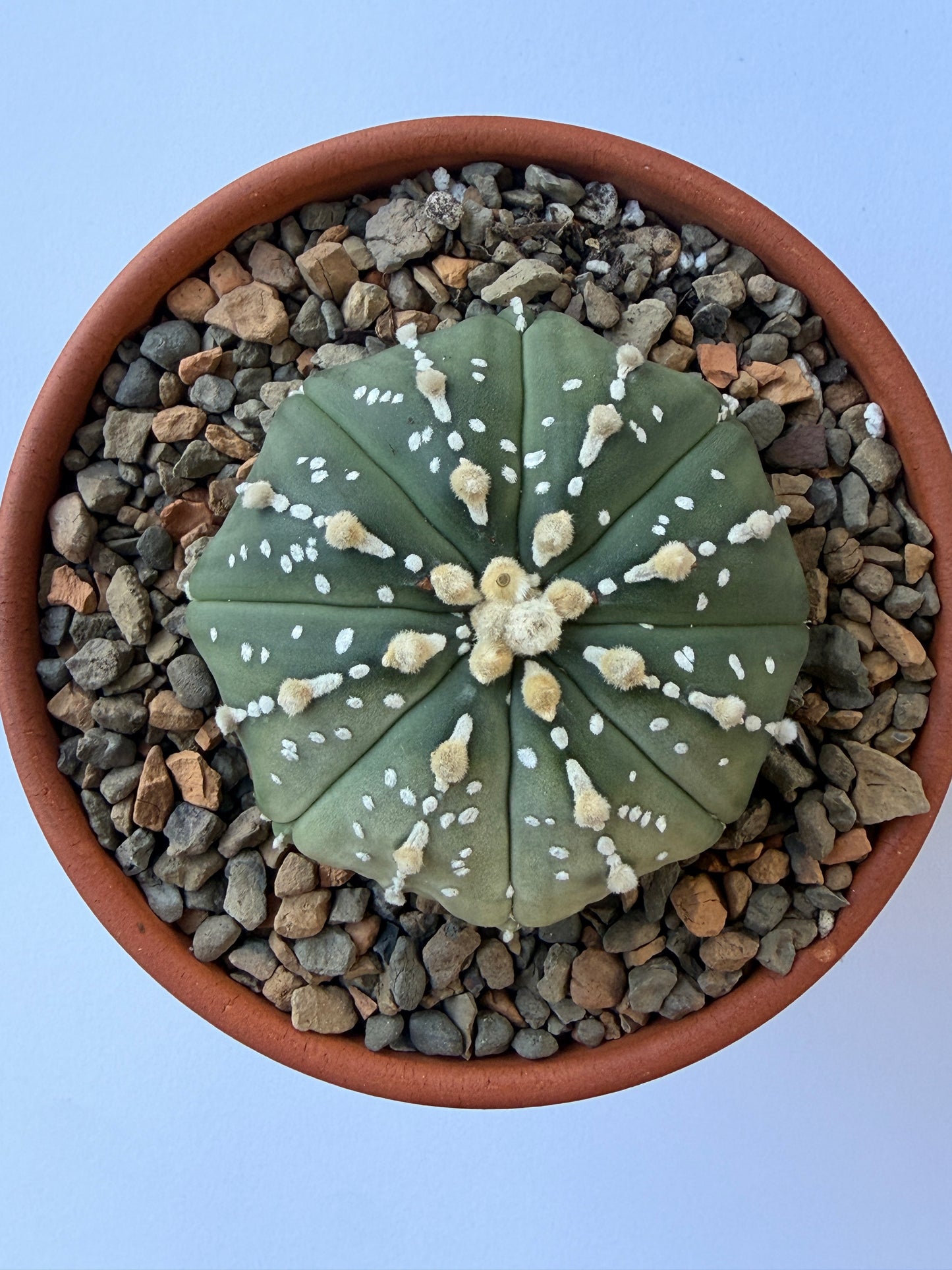 Astrophytum Asterias ‘Super Kabuto’ - J